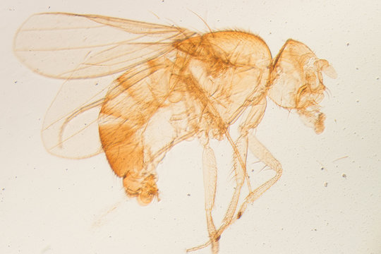 Male Drosophila ruit fly
