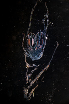 polyrtichum archegonis, moss reproductive parts