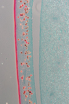 micrograph of pea seed part