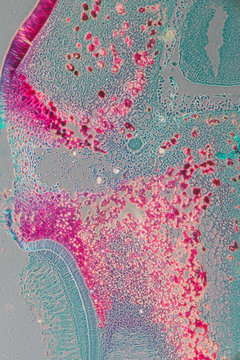 micrograph of pea seed part