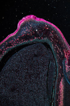 micrograph of pea seed part