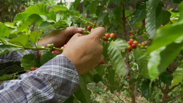 Unidentified coffee farmer picking ripe cherry beans from coffee tree