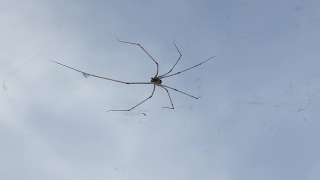 Pholcus phalangioides insect on cobweb close-up footage - Longbodied cellar spider on its web