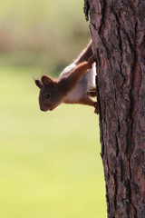Nosey Squirrel 