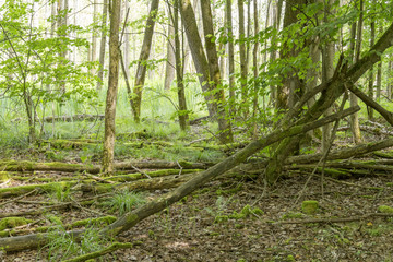 sunny wetland scenery