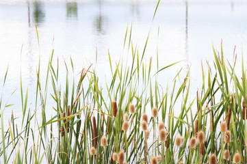 Tall Grass Cattail Background