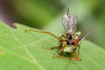 Image of an robber fly(Asilidae) eating grasshopper on green leaves. Reptile Animal