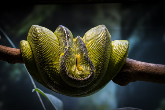 Green Tree Python resting in a branch