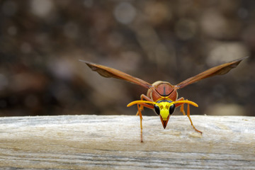 Image of potter wasp (Delta sp, Eumeninae) on dry timber. Insect Animal