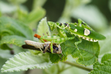 Image of Flower mantis(Creobroter gemmatus) eating brown locust on green leaves. Insect Animal