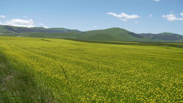 Lenticchie in fiore a Castelluccio di Norcia campi coltivati sui monti Sibillini