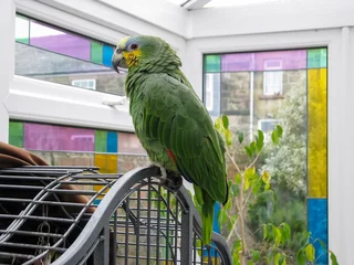 Poster Amazon parrot. Pet bird perched on cage in a sun room with stained glass windows. © Linda Bestwick