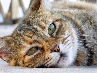 europäische Katze Hauskatze