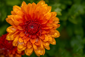 Close-up of Orange Chrysanthemum with Rain Drops 