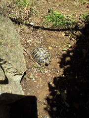 Tortue terrestre Herman
