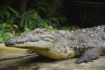 Crocodile