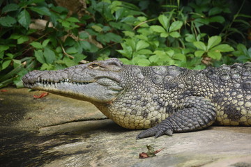 Crocodile