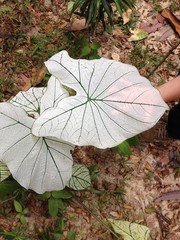 Hand under big Caladium Allure leaf in Malaysia