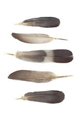 Feathers isolated on white background
