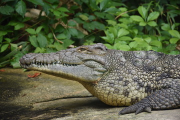 Crocodile