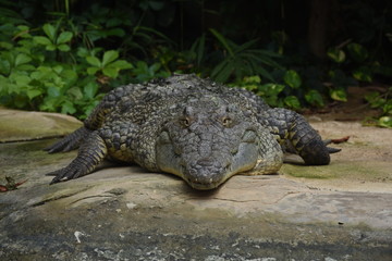 Obraz premium Crocodile