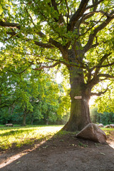 Große Eiche vor Sonne im späten Sommer