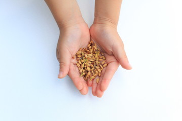 Rice seed in the hands of a child