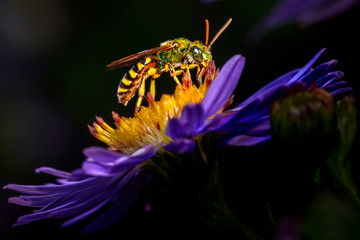 Close-up of Metallic Green Sweat Bee on Purple Aster Blossom