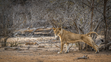 African lion in Kruger National park, South Africa