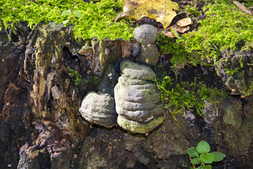Fomes fomentarius - commonly known as the tinder fungus, false tinder fungus, hoof fungus, tinder conk, tinder polypore or ice man fungus - on the trunk of a birch