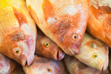 Red tilapia  ready to be sold in fish market.;