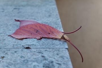 Herbstblatt auf einer Mauer