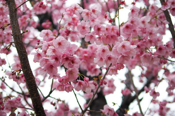 The Cherry blossom blooming season in Japan