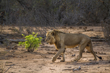African lion in Kruger National park, South Africa