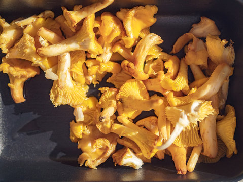 Pfifferlinge