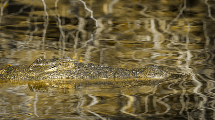 Nile crocodile in Kruger National park, South Africa