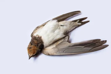 Zelfklevend Fotobehang dead bird background in nature, isolated dead bird on white. © xmentoys