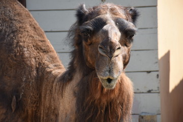 Fototapeta premium camel