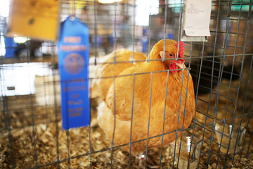 Fototapeta premium Złoty kurczak kometa z niebieską wstążką na targach hrabstwa