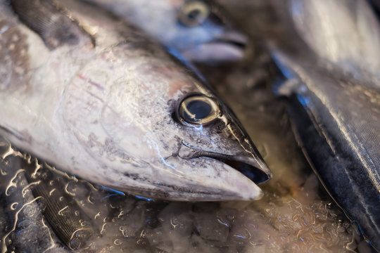 Skipjack Tuna ready to be sold in fish market.;