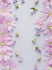 Pink flowers on a gentle blue background. Abstract floral composition. Pattern frame of plants. Top view, flat lay. Floral, plants background. Mother's Day, March 8 background.