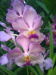 Pink Papilionanda Tan Chay Yan orchids in a Singaporean garden