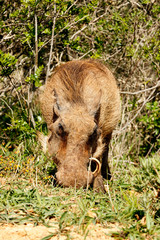 Warthog scratching in the ground