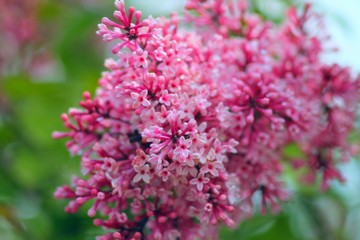 Wonderful rare pink lilac blossom. Flower texture background.