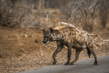 Spotted hyaena in Kruger National park, South Africa