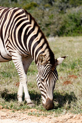 Zebra standing and eating grass