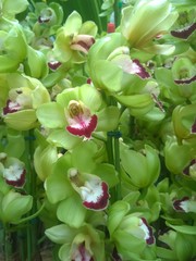 Green Cymbidium Orchids in a Singaporean garden