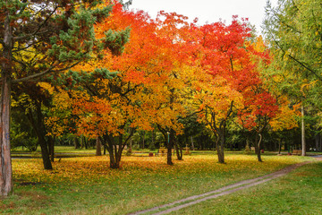 Colorful red and orange leaves on the trees in autumn park