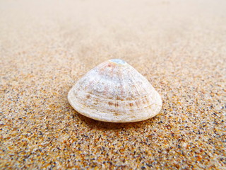 Sea shell on the beach