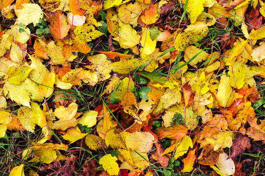 Colorful fall leaves on the grass, autumn background, top view